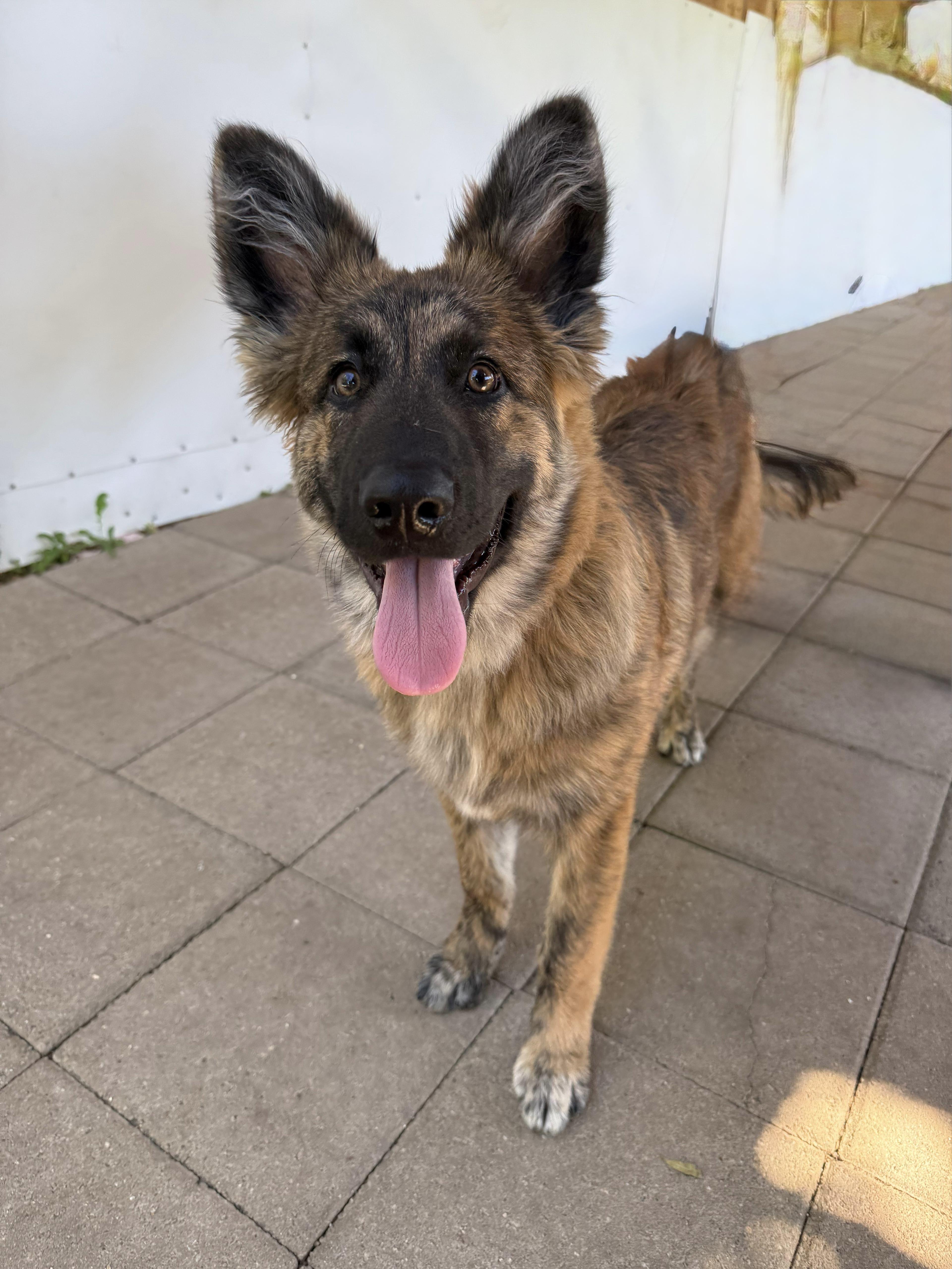 Feather, an adopted Dutch Shepherd in San Diego, CA image 1/2