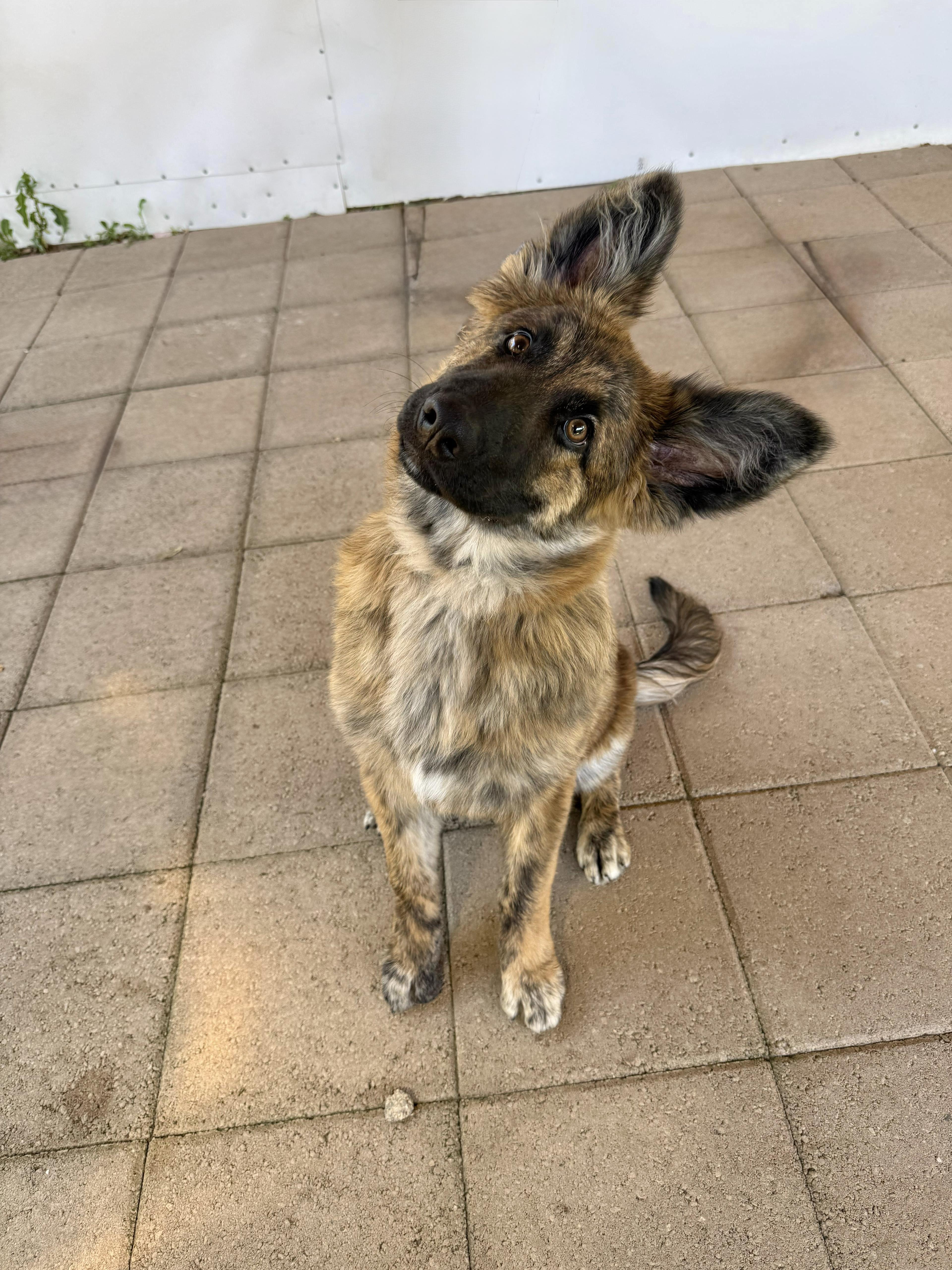 Feather, an adopted Dutch Shepherd in San Diego, CA image 2/2
