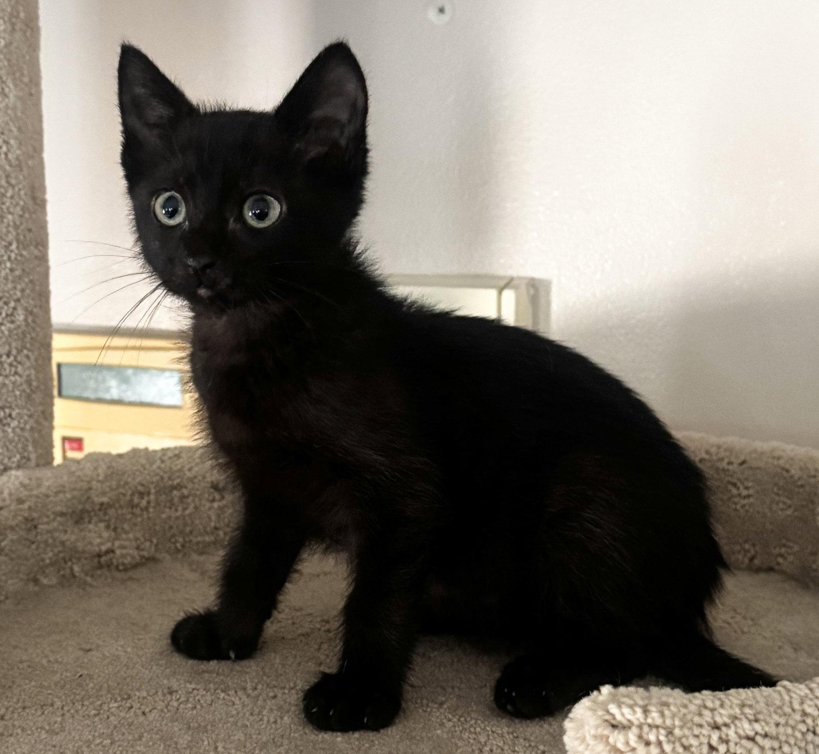 Rolo, Adoptable, Kitten Male Domestic Short Hair.