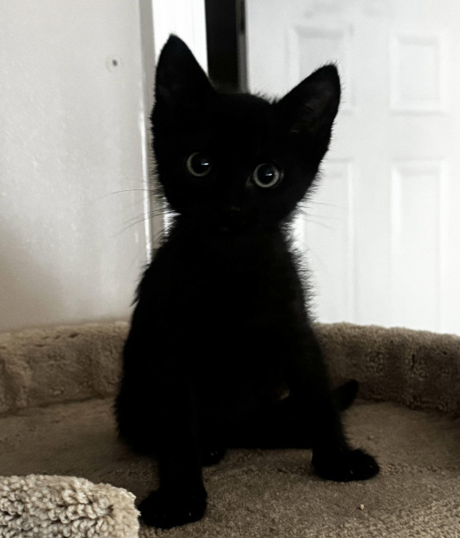 Rolo, a Adoptable Domestic Short Hair in Seal Beach, CA image 2/3