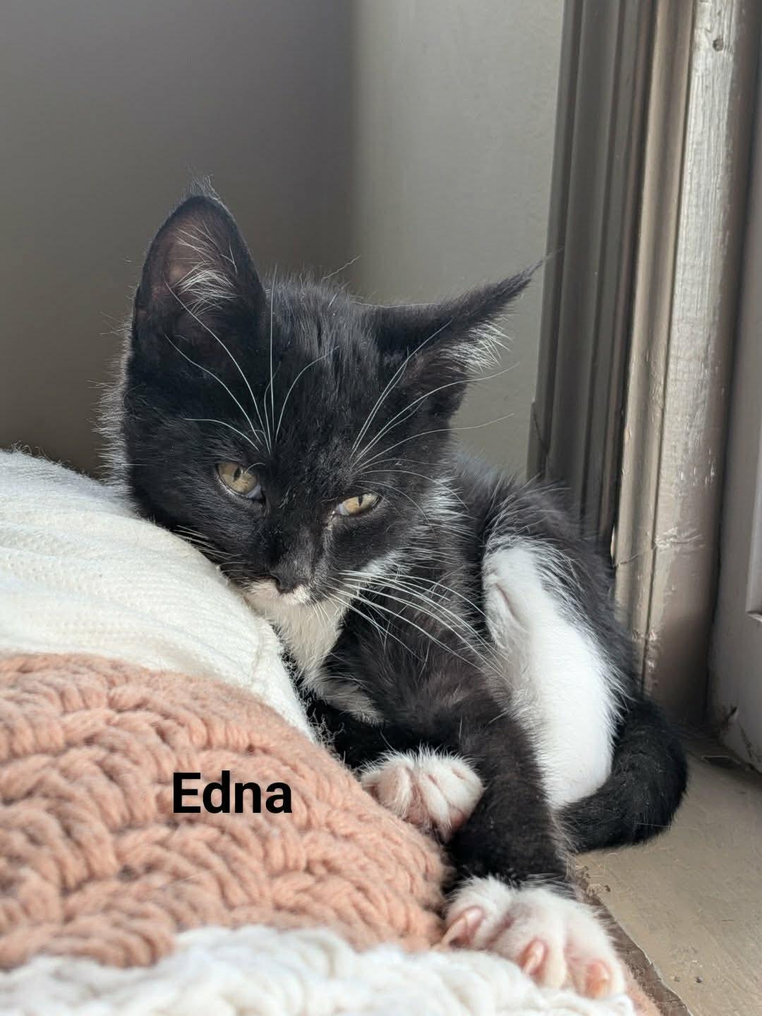 Edna, a Adoptable Domestic Short Hair in Manchester, CT image 2/3