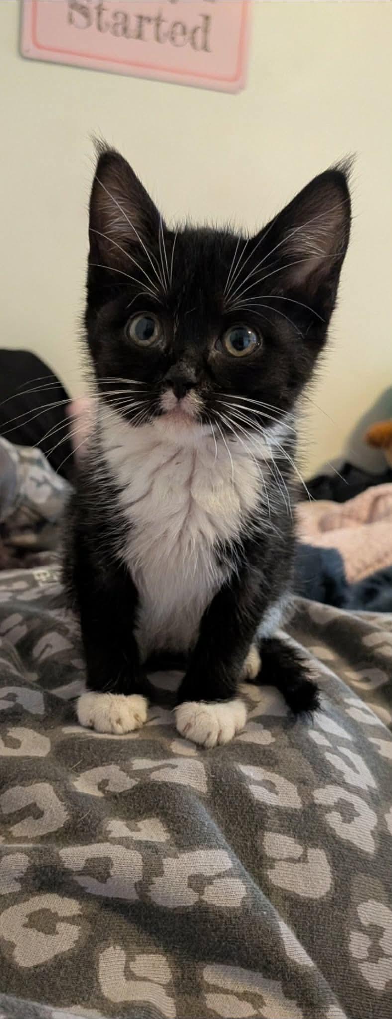 Edna, a Adoptable Domestic Short Hair in Manchester, CT image 3/3