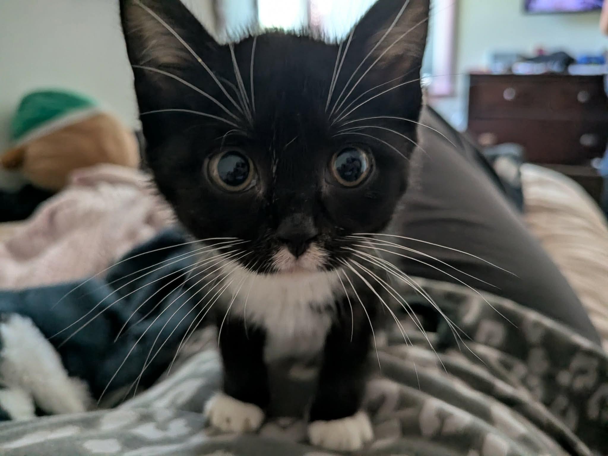 Edna, Adoptable, Kitten Female Domestic Short Hair.