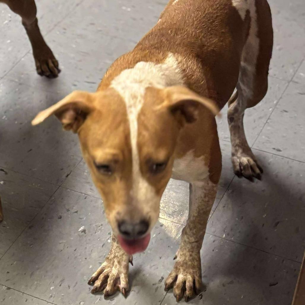 Blanche, a Adoptable mixed breed in Hackett, AR image 1/6