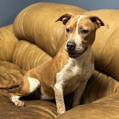 Blanche, a Adoptable mixed breed in Hackett, AR image 2/6