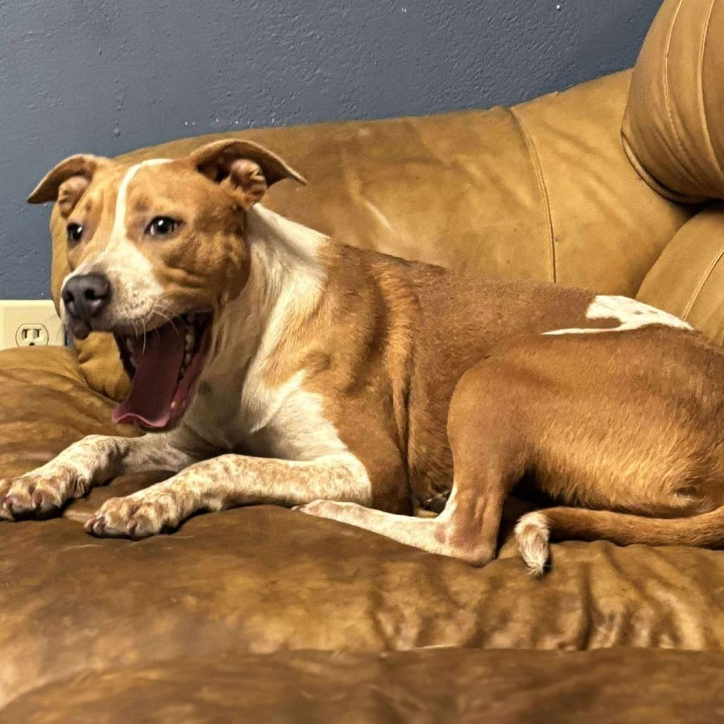 Blanche, a Adoptable mixed breed in Hackett, AR image 3/6