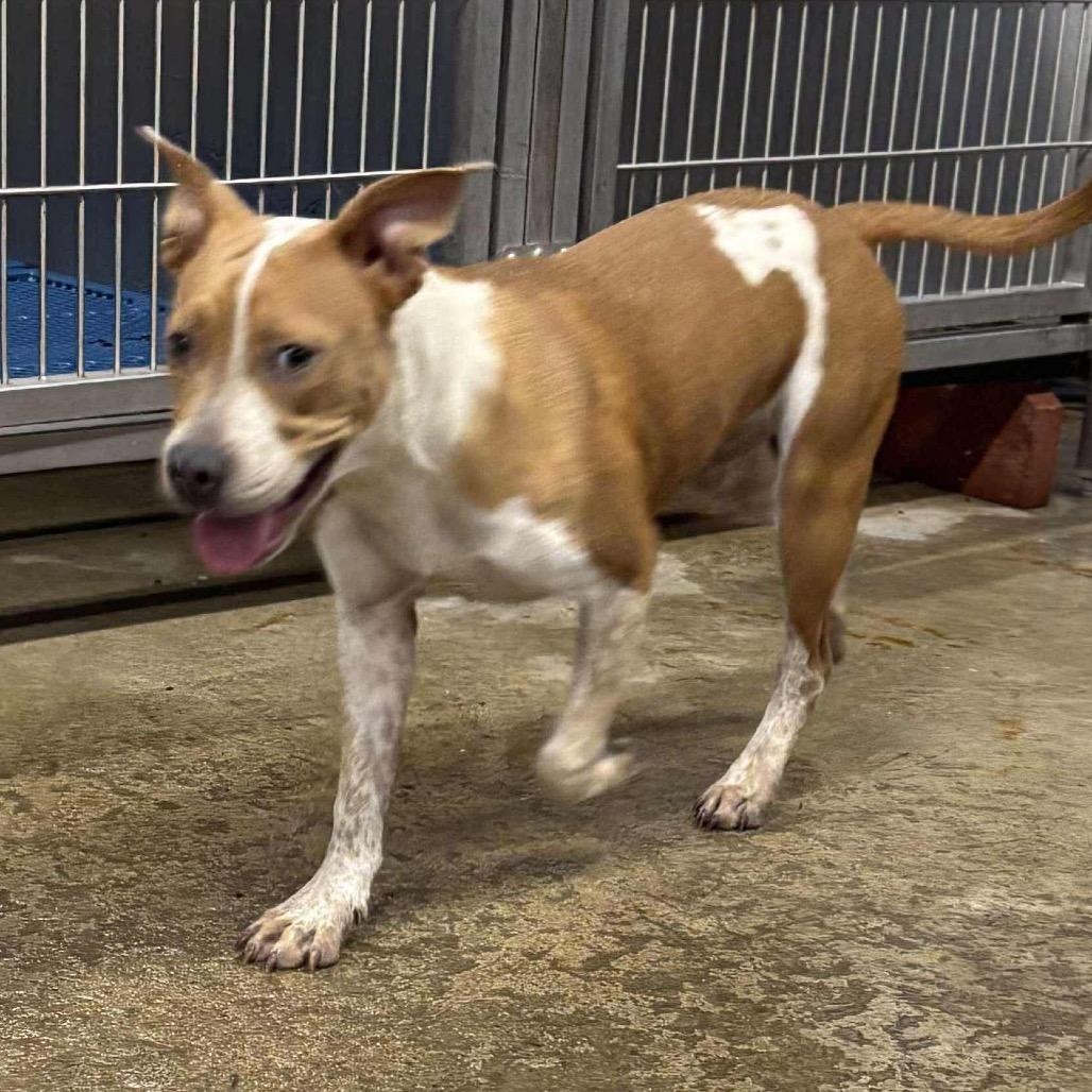 Blanche, a Adoptable mixed breed in Hackett, AR image 4/6