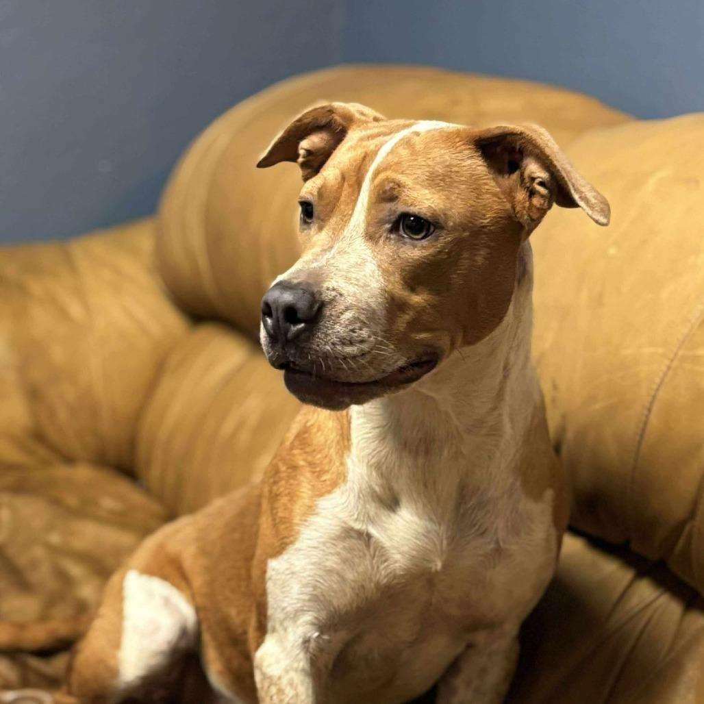 Blanche, a Adoptable mixed breed in Hackett, AR image 5/6