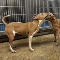 Blanche, a Adoptable mixed breed in Hackett, AR image 6/6
