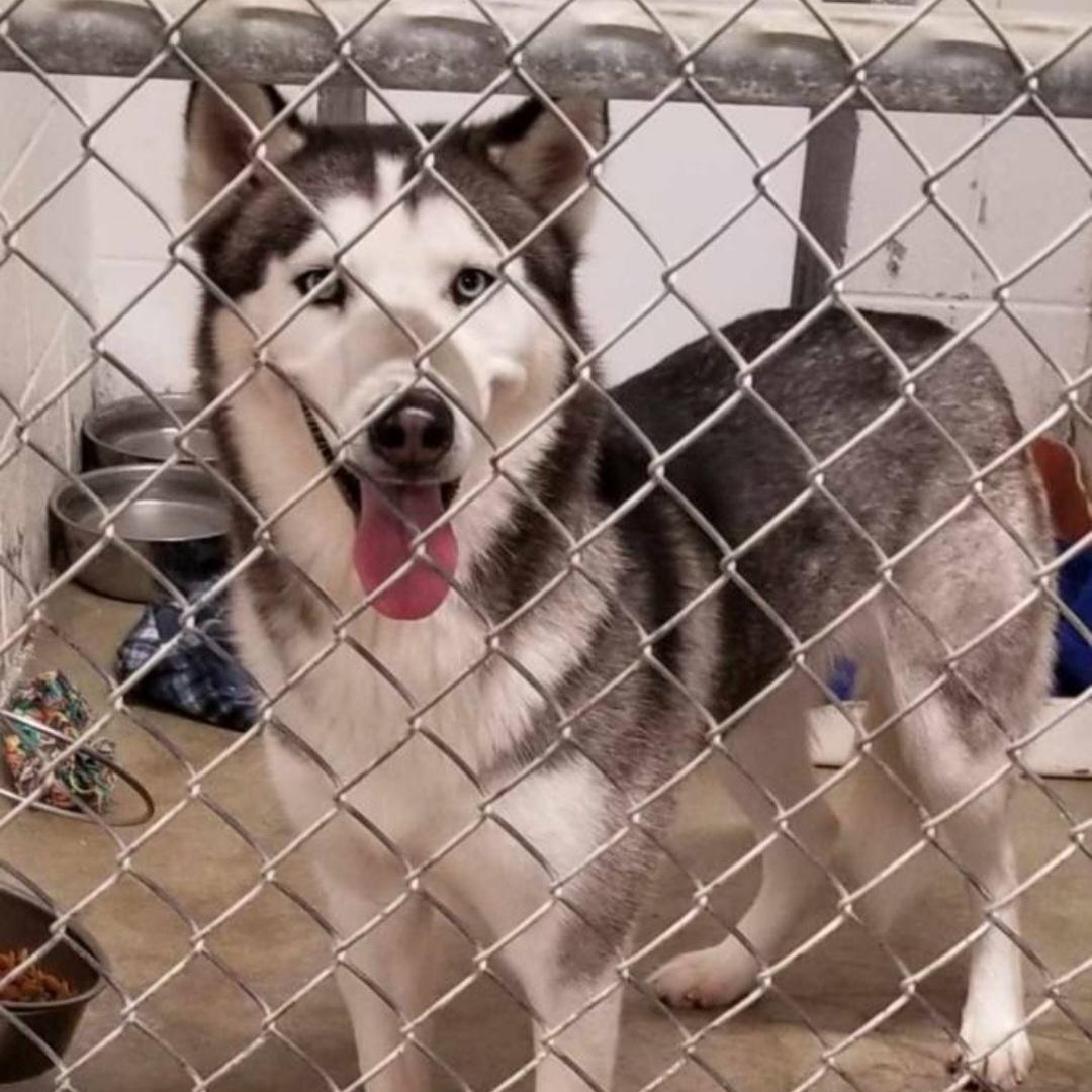 Enlarge FARGO, a Adoptable Siberian Husky in Carmel, IN image 3/4