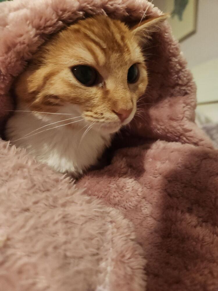 Creamsicles — thumbnail 3