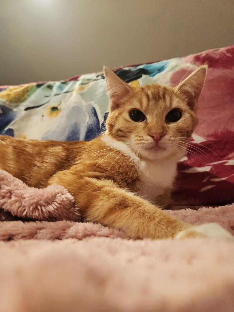 Creamsicles — thumbnail 4