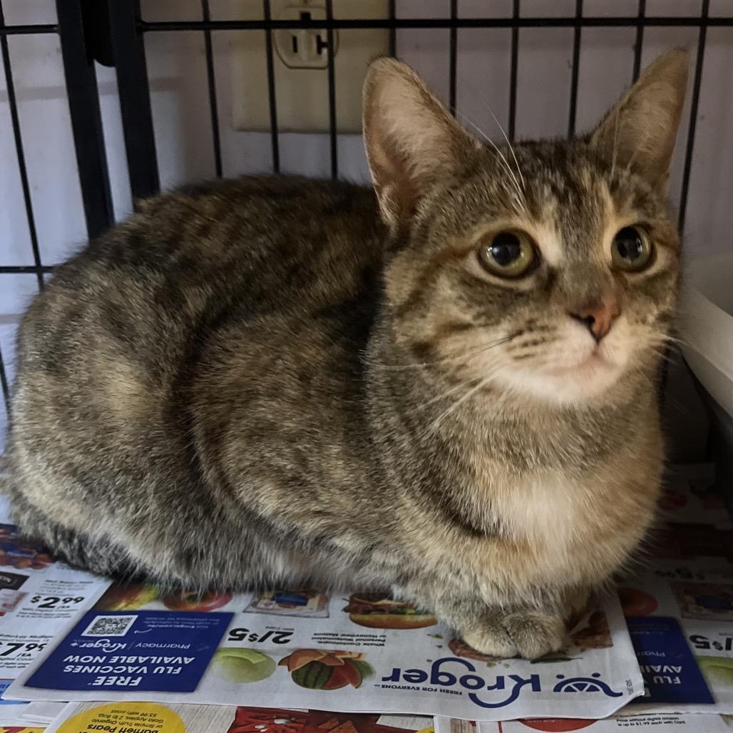 Enlarge Laena, a Adoptable Domestic Short Hair in Corbin, KY image 1/1