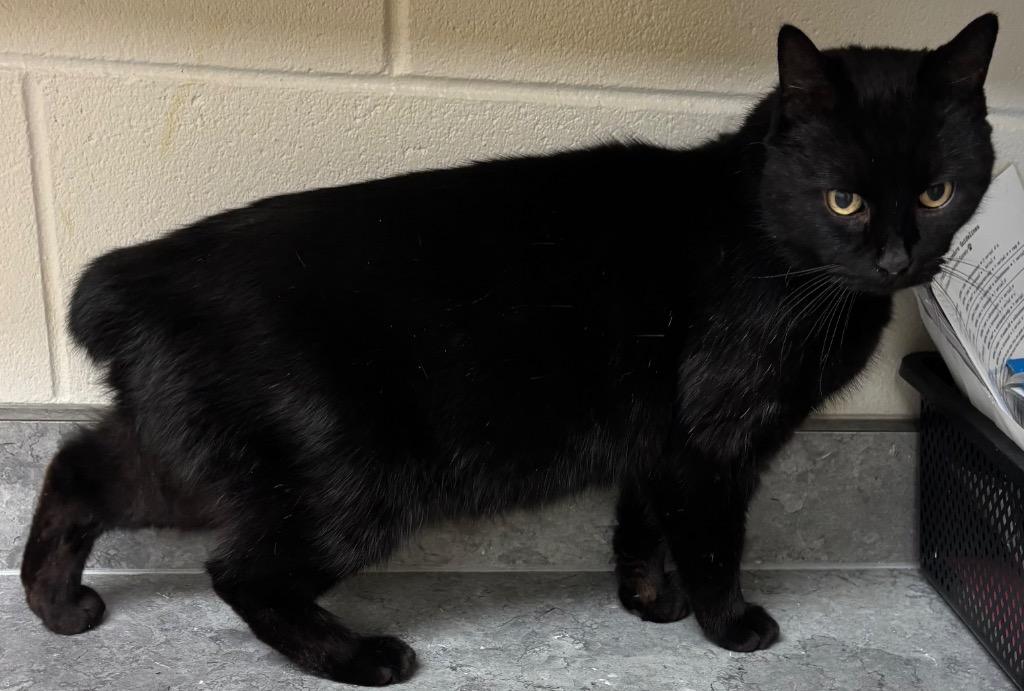 Batman, Adoptable, Young Male Domestic Short Hair.