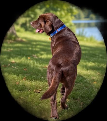 Cheis, an adopted Chocolate Labrador Retriever in Killingworth, CT image 2/5