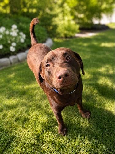 Cheis, an adopted Chocolate Labrador Retriever in Killingworth, CT image 4/5
