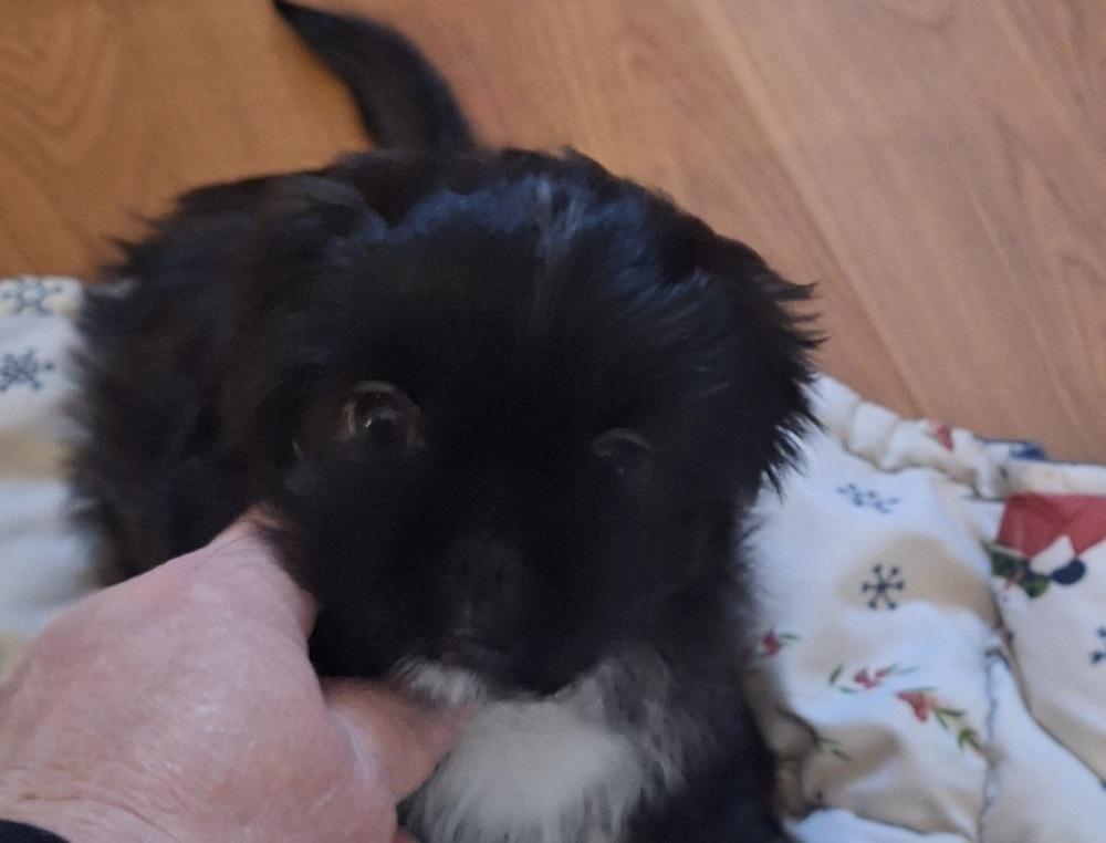 Enlarge Bessie pup # 1 Elvira, a Adopted mixed breed in Muskegon, MI image 1/1