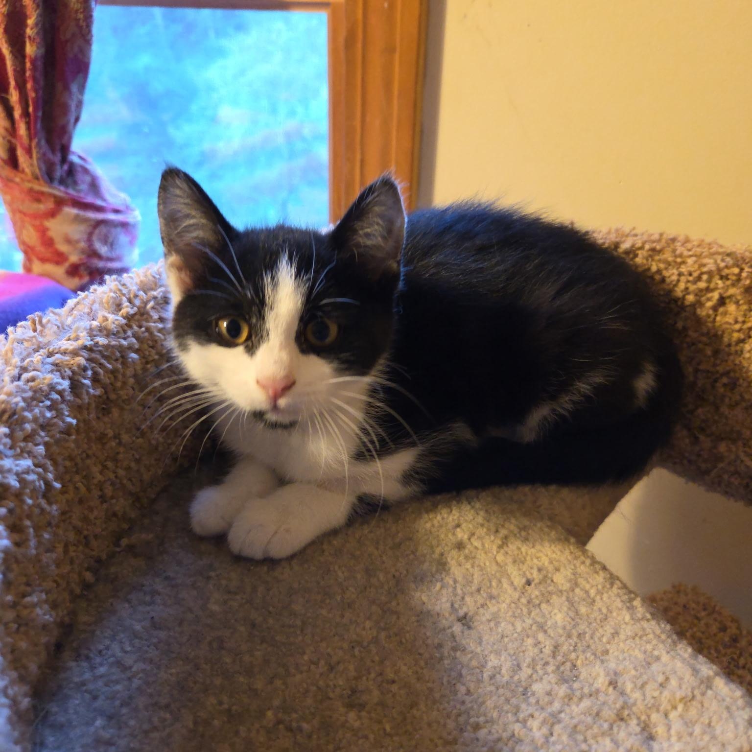 Nala and Juniper, an adoptable Domestic Short Hair in Topsham, ME, 04086 | Photo Image 1