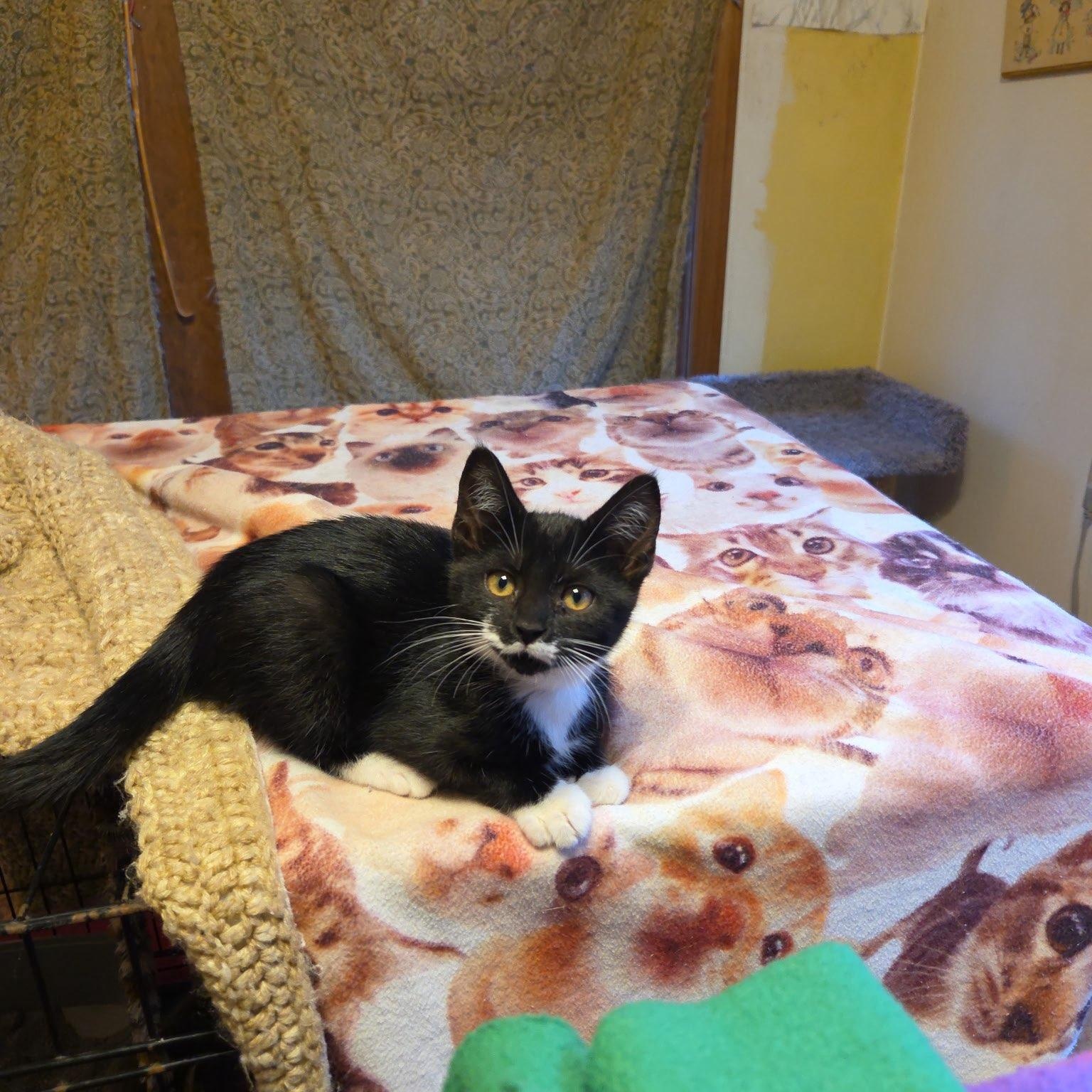 Nala and Juniper, an adoptable Domestic Short Hair in Topsham, ME, 04086 | Photo Image 2