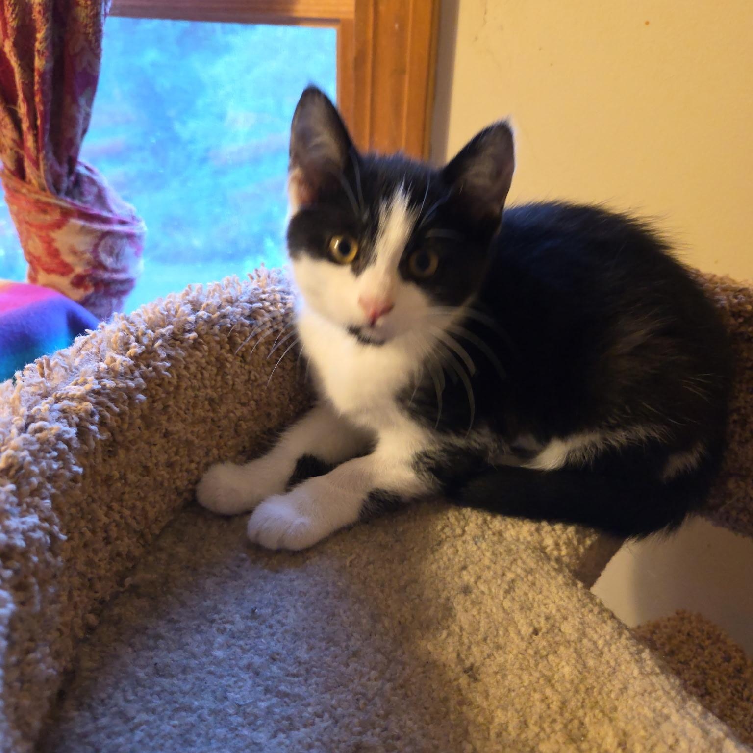 Nala and Juniper, an adoptable Domestic Short Hair in Topsham, ME, 04086 | Photo Image 3