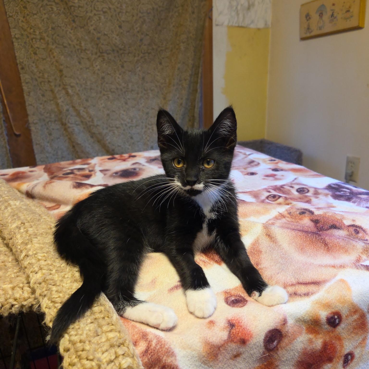 Nala and Juniper, an adoptable Domestic Short Hair in Topsham, ME, 04086 | Photo Image 4