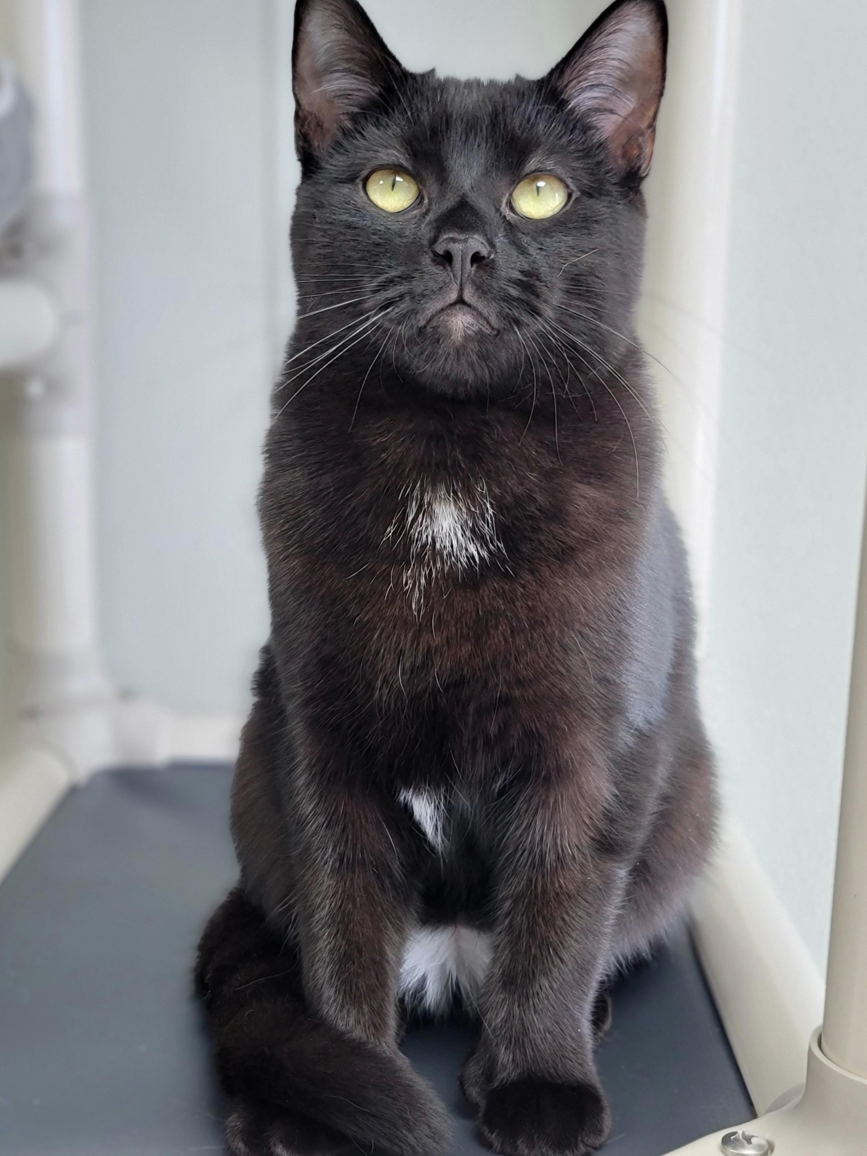 Simon, adopted, Young Male Extra-Toes Cat / Hemingway Polydactyl & Domestic Short Hair.