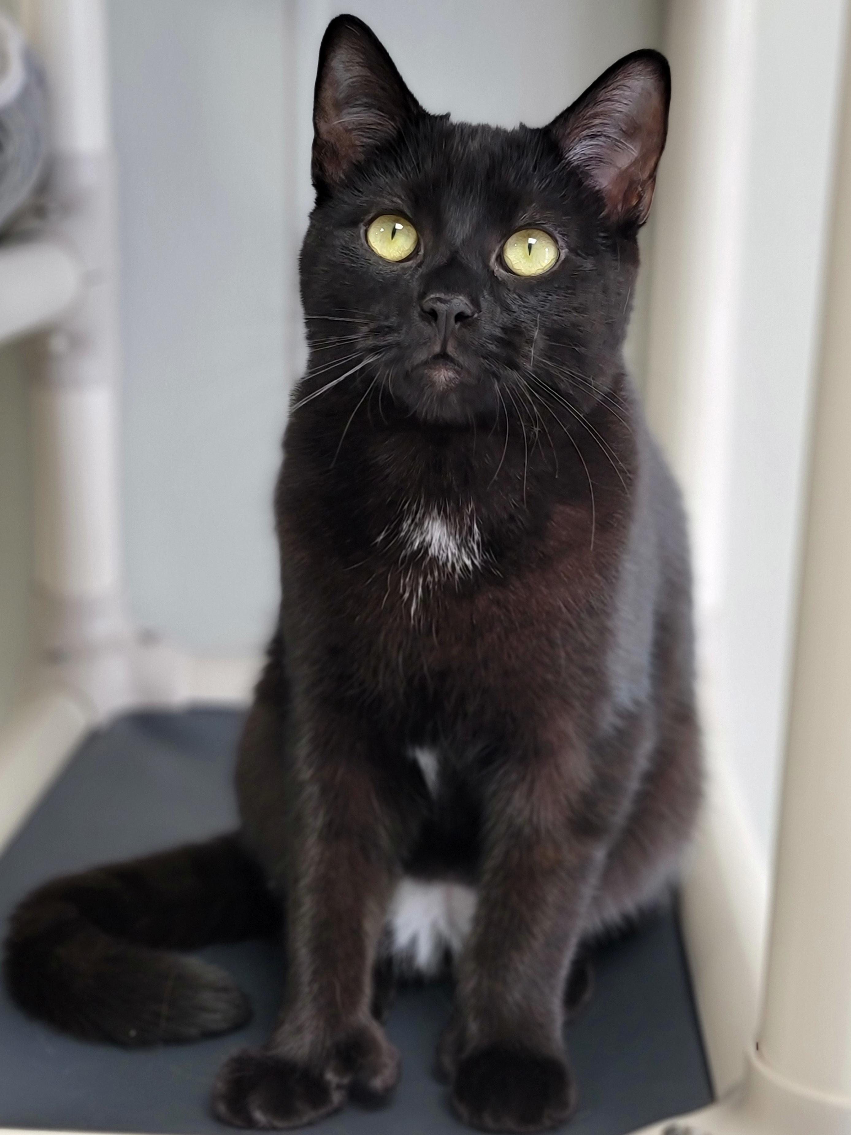 Enlarge Simon, an adopted mixed breed in Hornell, NY image 2/3