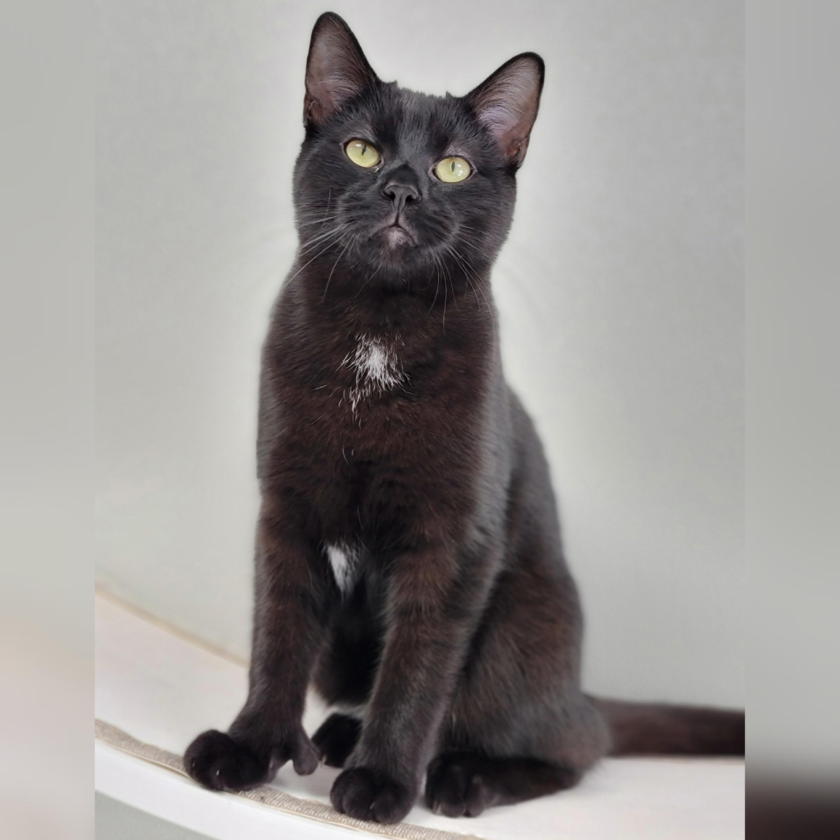 Enlarge Simon, an adopted mixed breed in Hornell, NY image 3/3