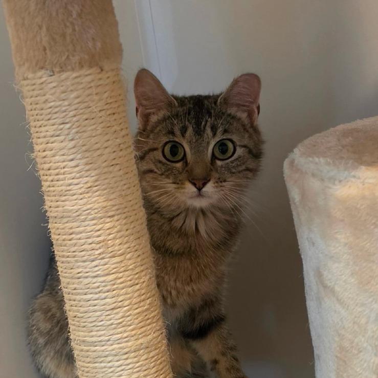 Raggedy Ann, Adoptable, Young Female Domestic Short Hair.