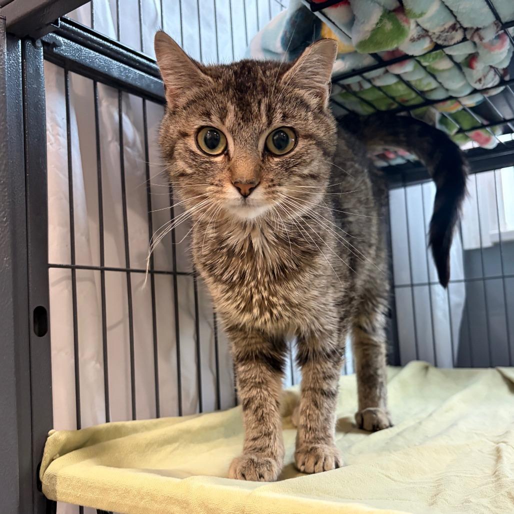 Raggedy Ann, a Adoptable Domestic Short Hair in Muncie, IN image 2/2