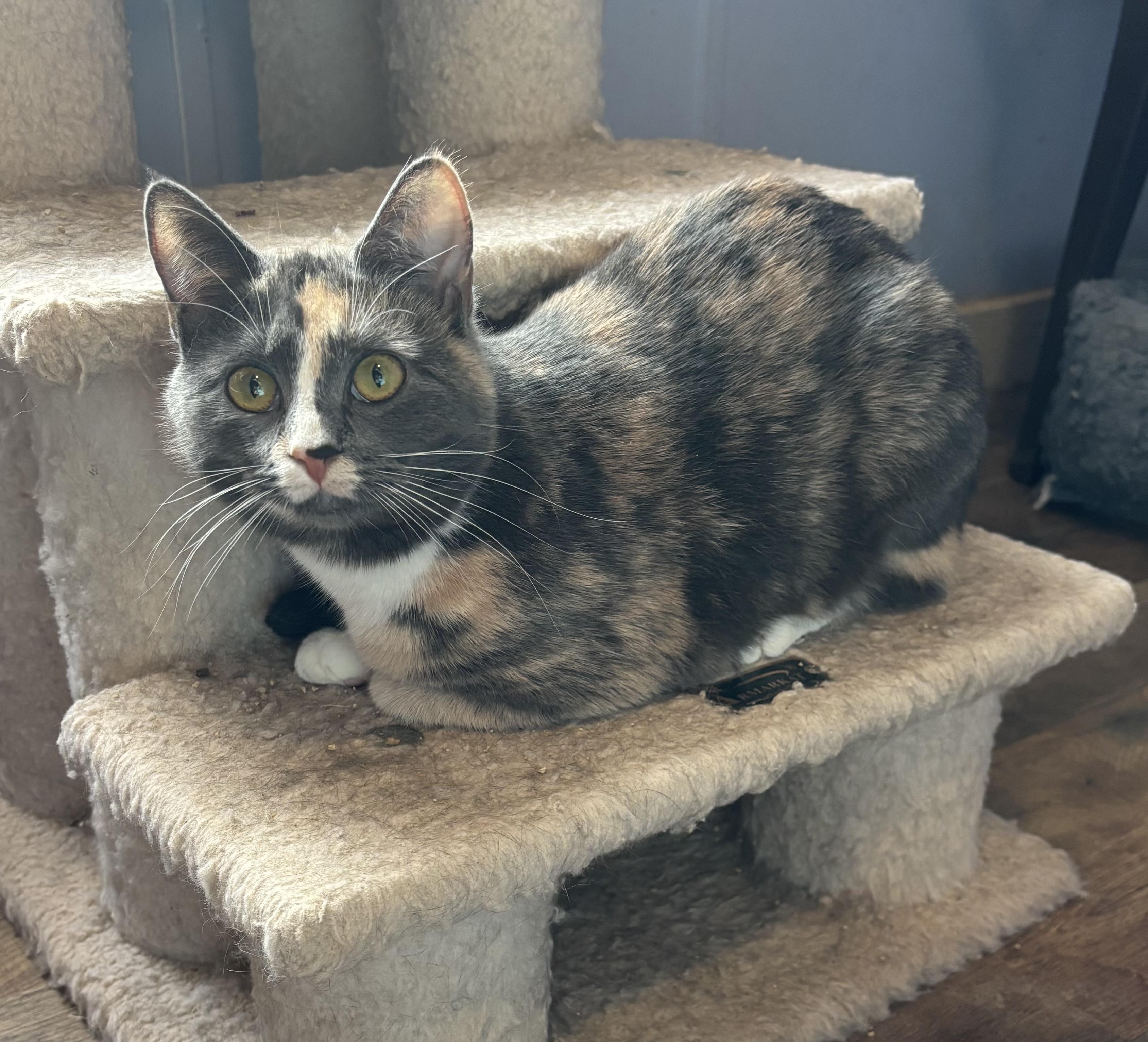 Enlarge Pebbles, an adopted Dilute Calico in Anderson , SC image 2/5