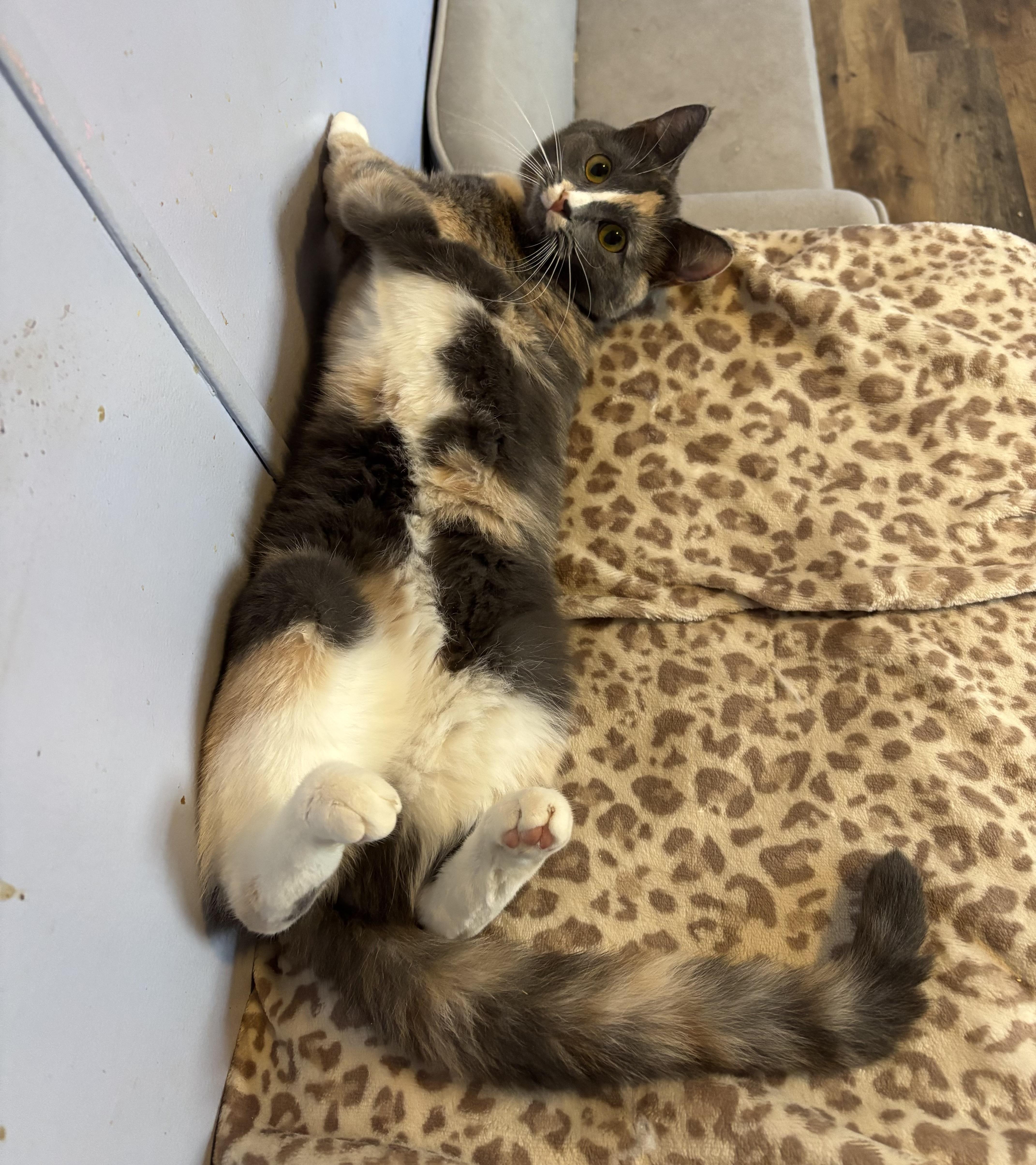 Enlarge Pebbles, an adopted Dilute Calico in Anderson , SC image 5/5