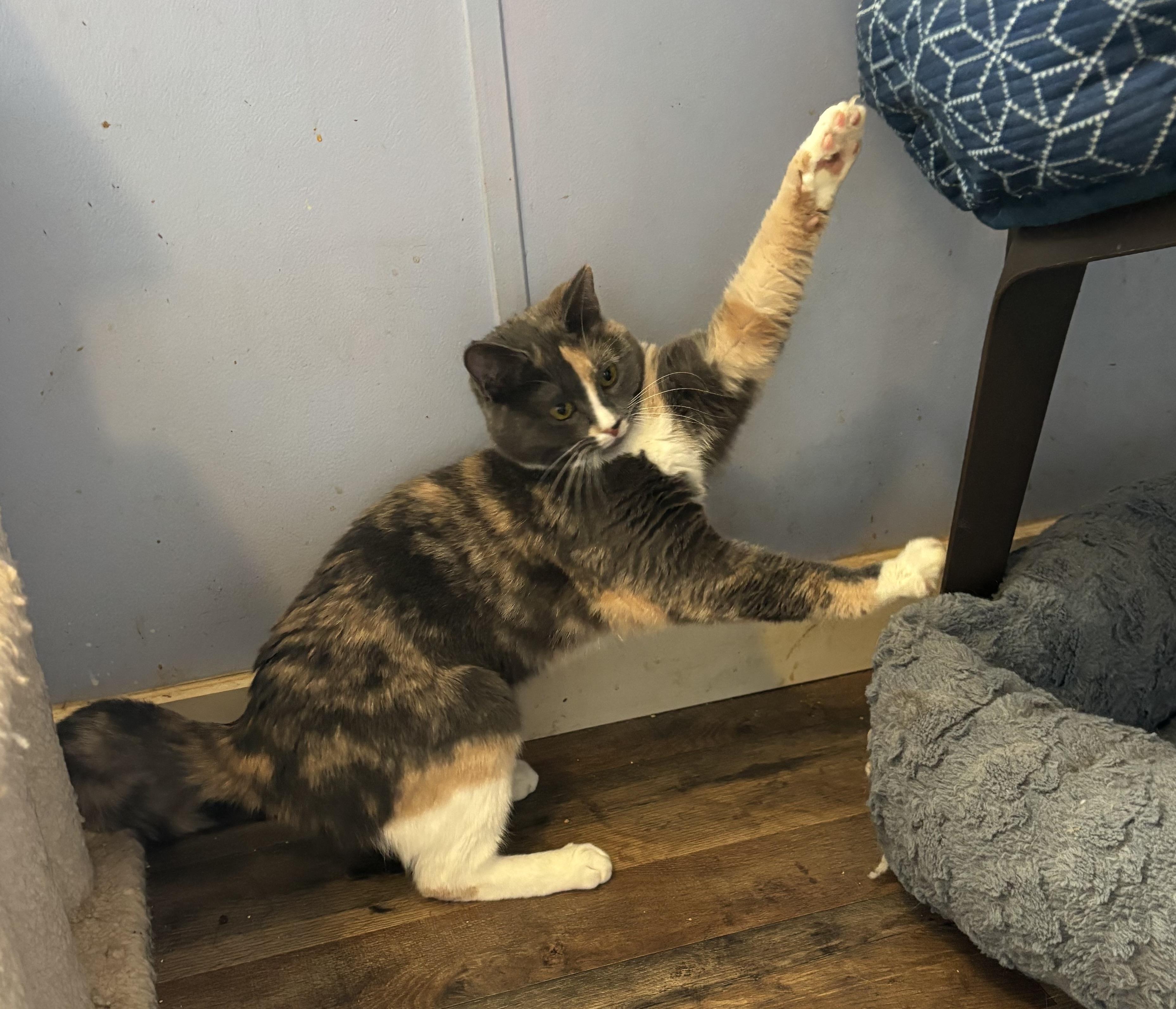 Enlarge Pebbles, an adopted Dilute Calico in Anderson , SC image 4/5