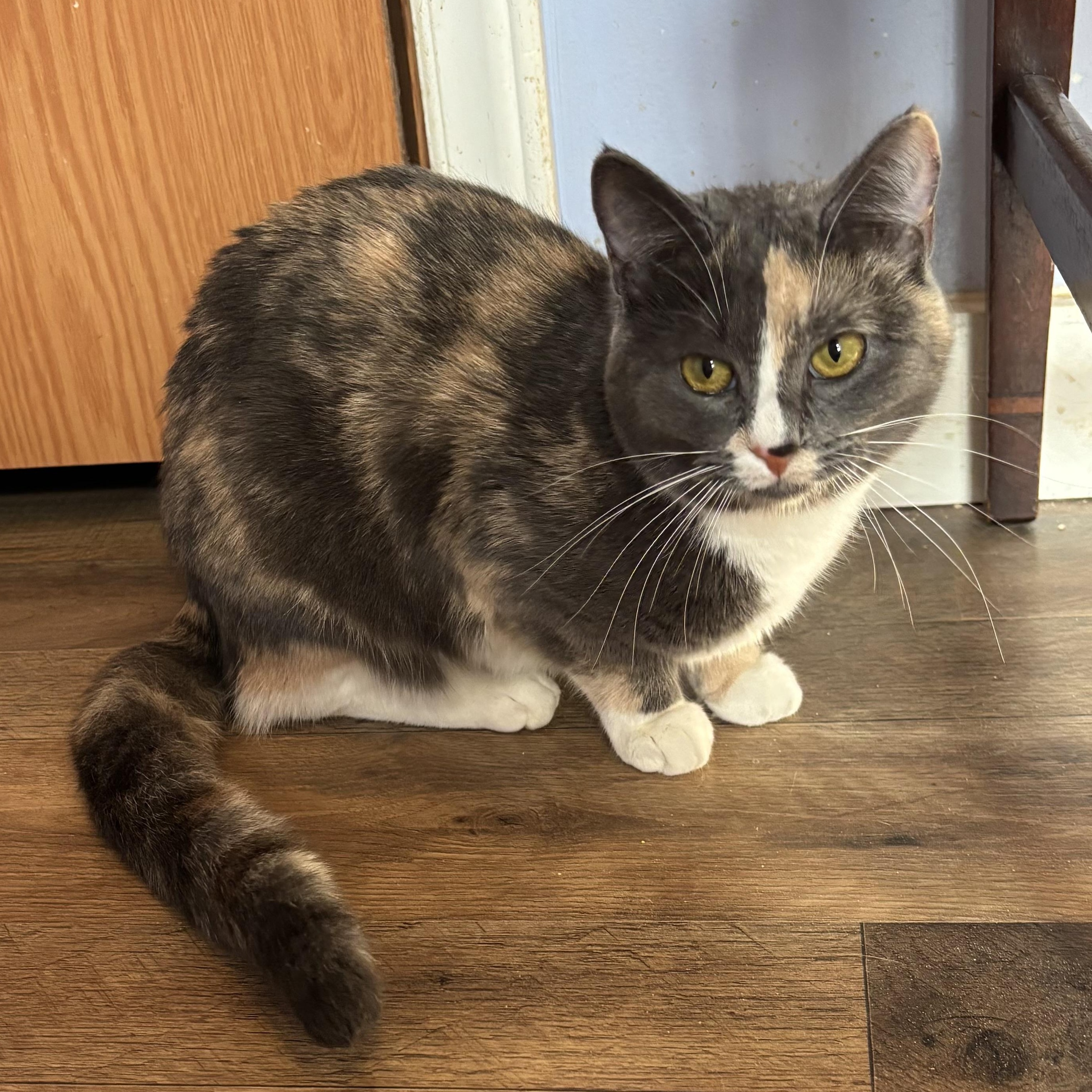 Enlarge Pebbles, an adopted Dilute Calico in Anderson , SC image 1/5