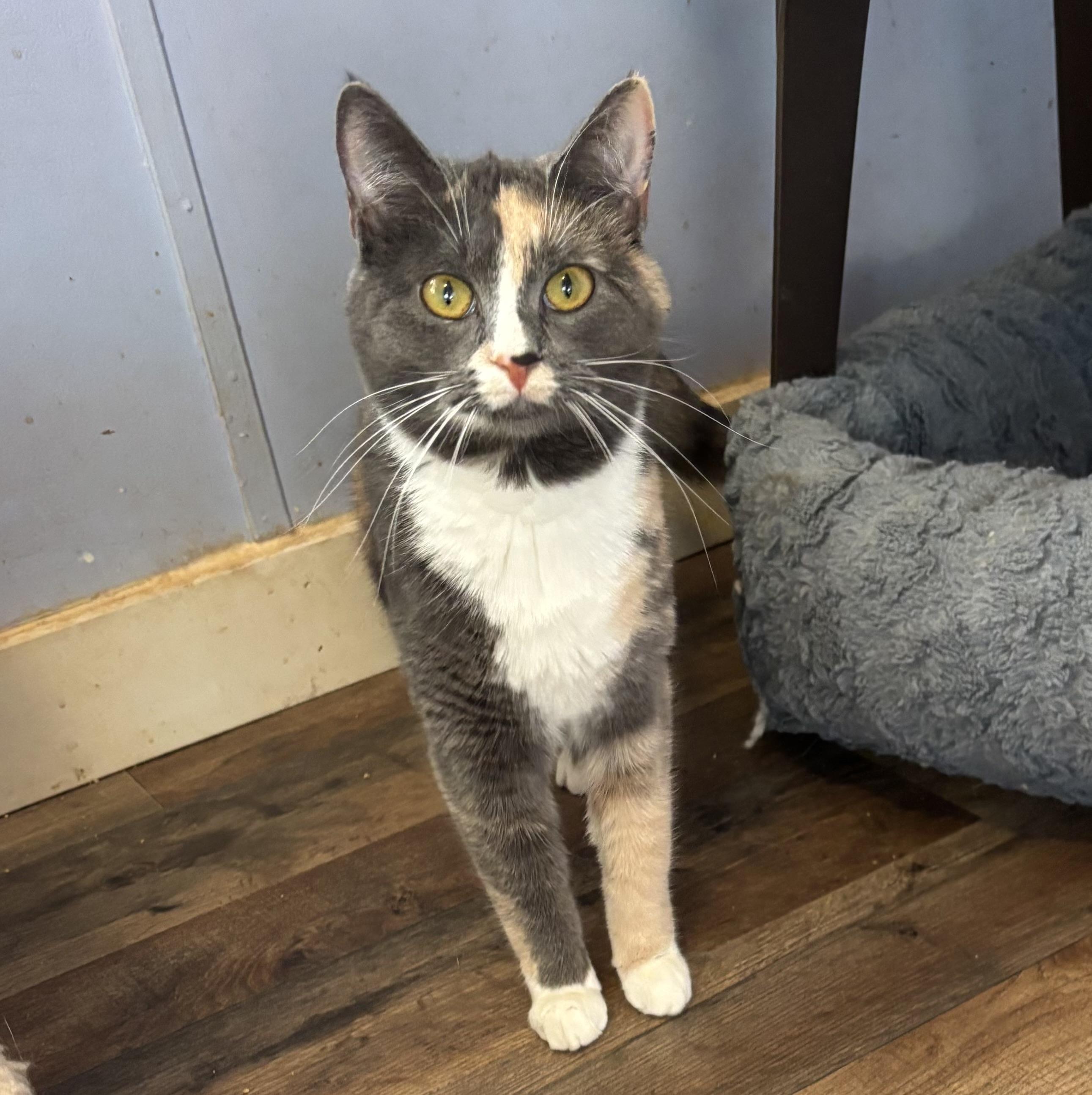 Enlarge Pebbles, an adopted Dilute Calico in Anderson , SC image 3/5