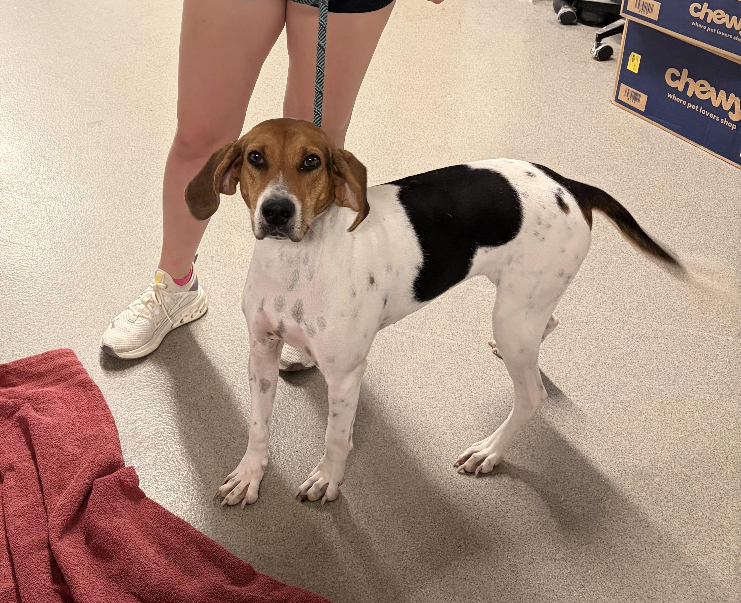 Fern, Adoptable, Adult Female Coonhound & Beagle.