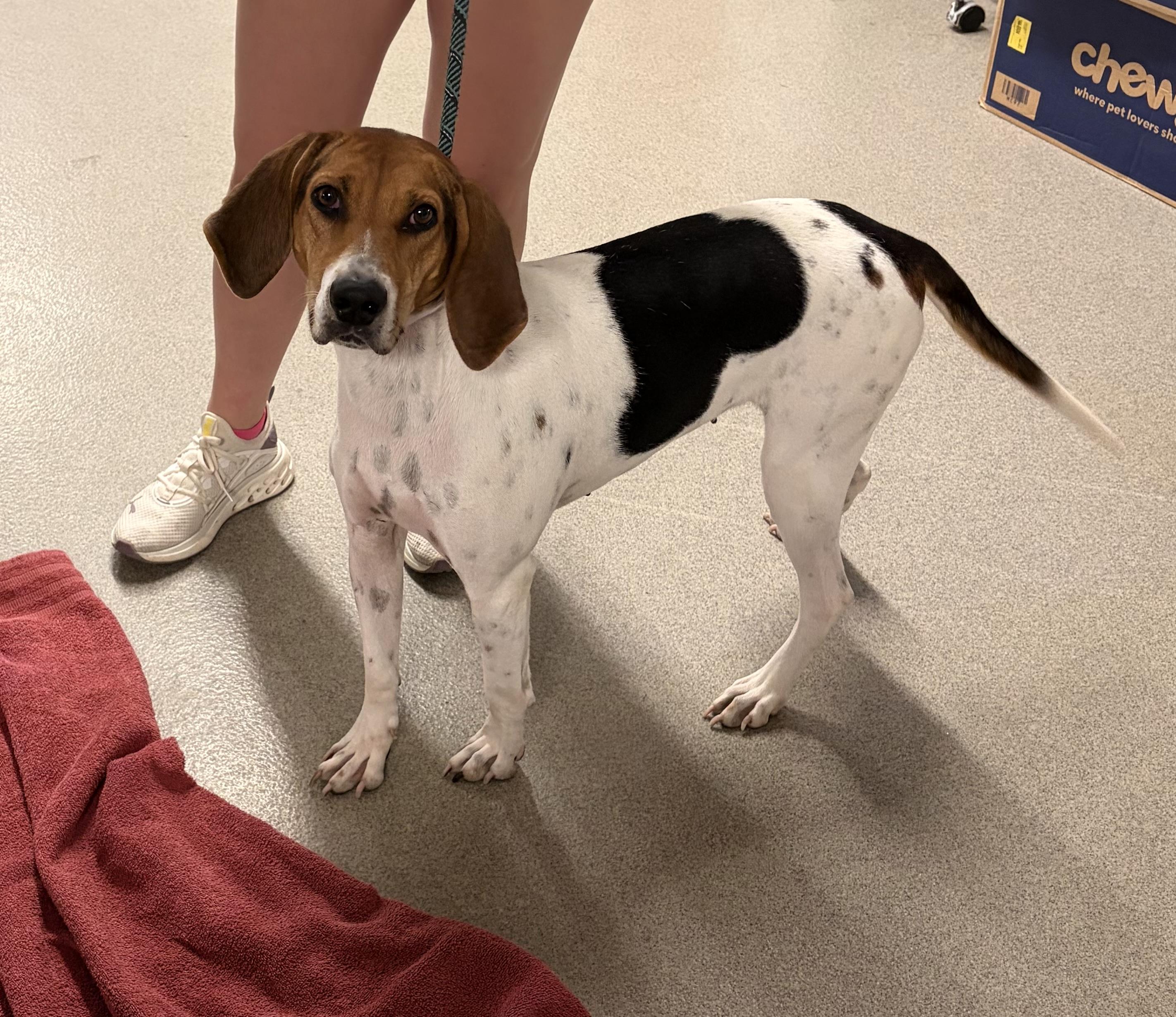 Enlarge Fern, a Adoptable mixed breed in Wahoo, NE image 3/3