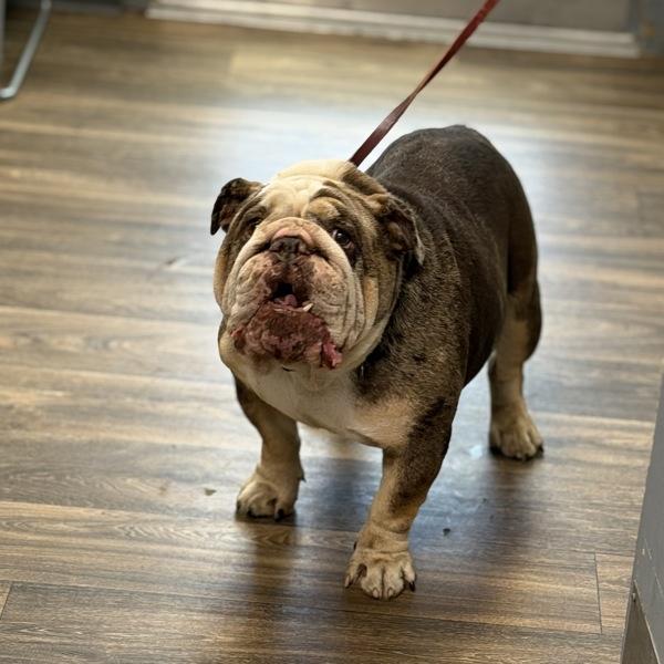 Potato, Adoptable, Adult Male American Bulldog.