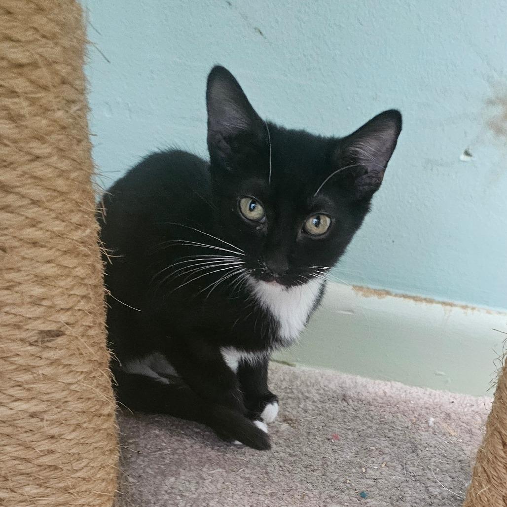 Enlarge Bowie, a Adoptable American Shorthair in Melrose, FL image 1/2