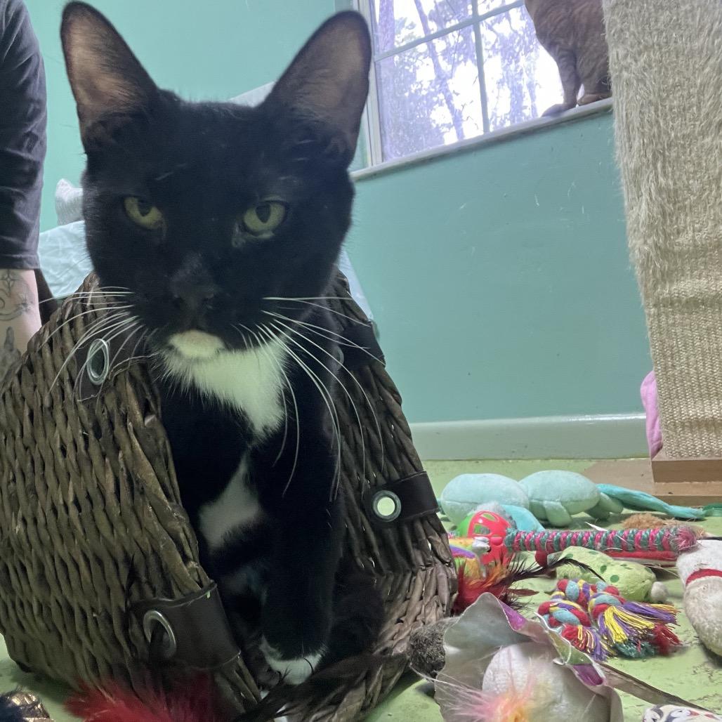 Enlarge Bowie, a Adoptable American Shorthair in Melrose, FL image 2/2