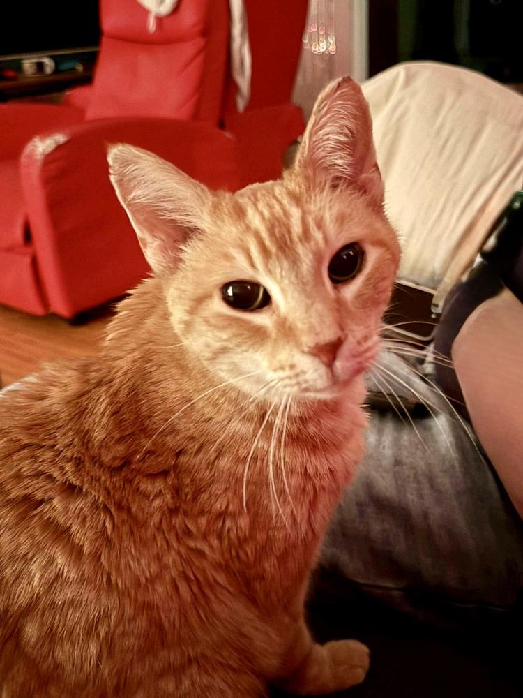 Angus Bonded Sibling Pair With Brandis