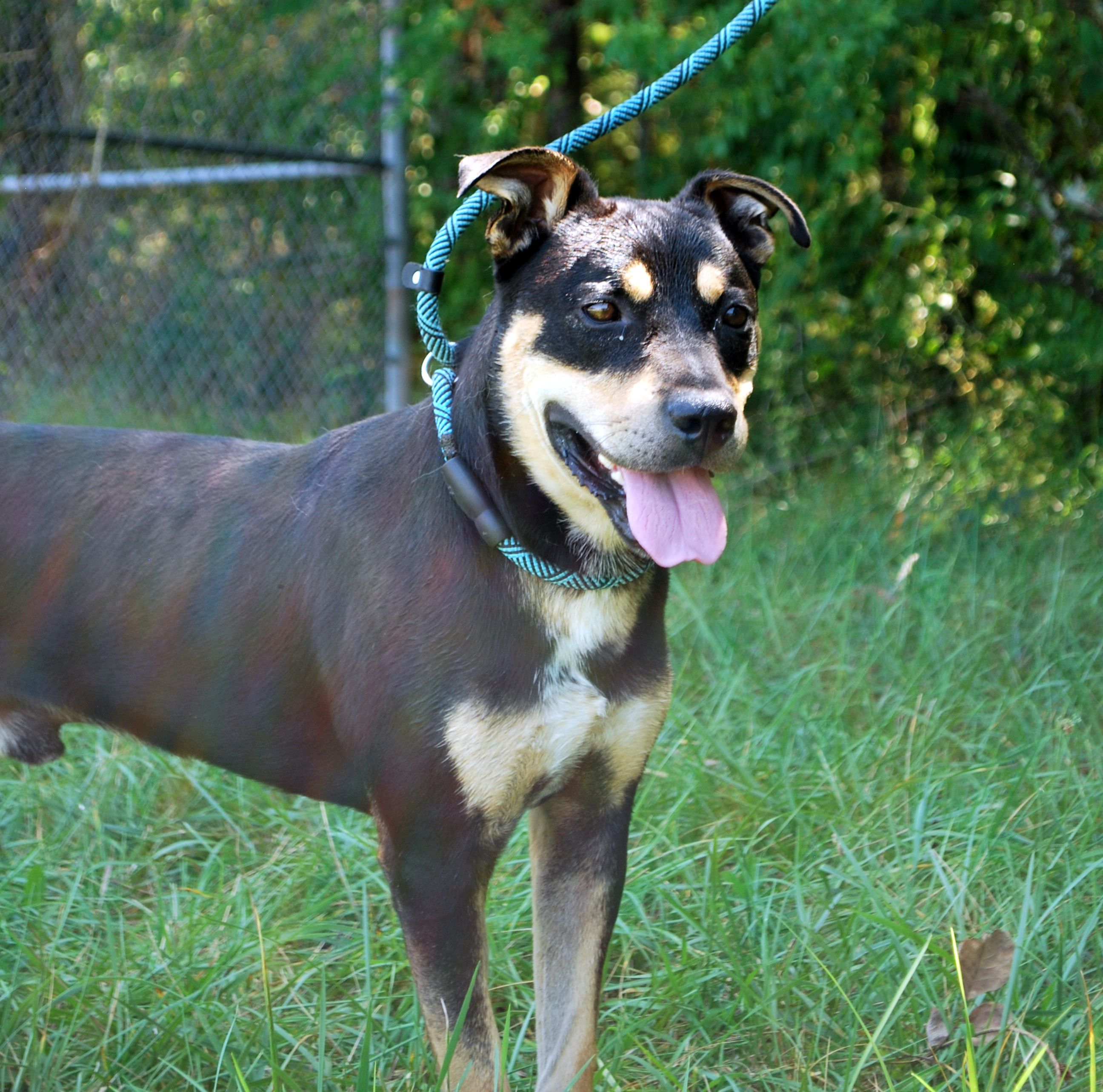 West, a Adoptable mixed breed in manchester, TN image 2/5
