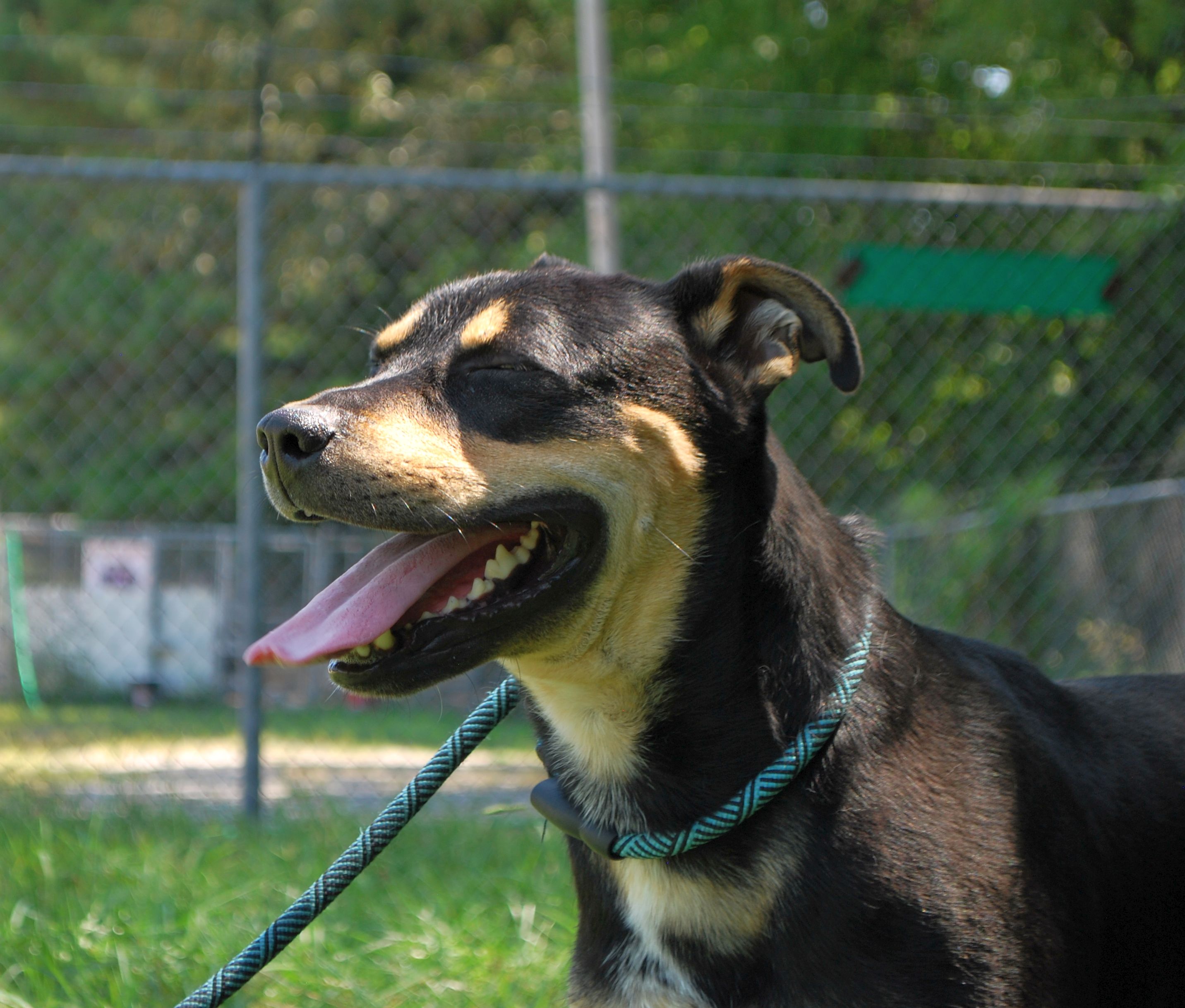 West, a Adoptable mixed breed in manchester, TN image 4/5