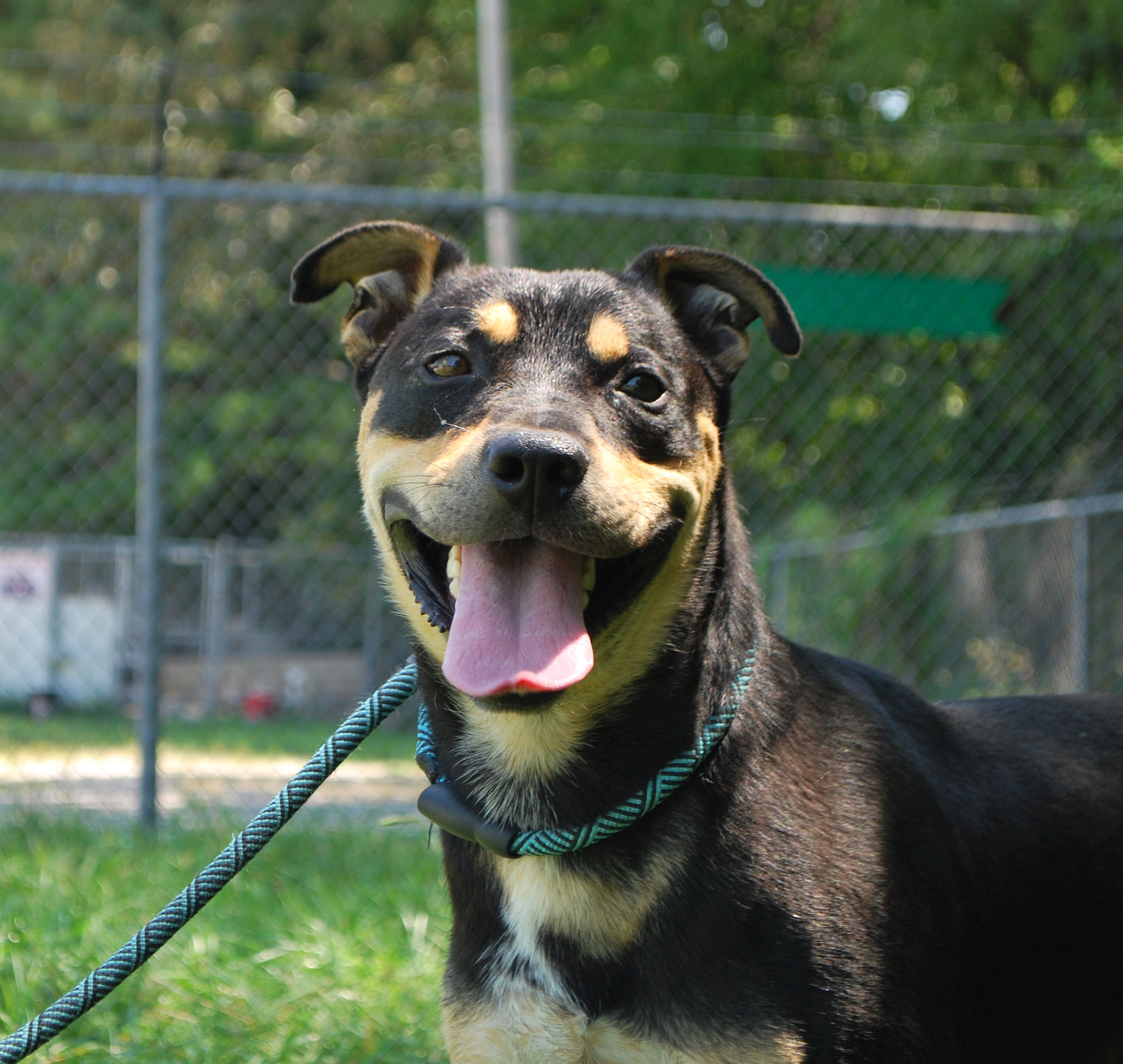 West, a Adoptable mixed breed in manchester, TN image 5/5