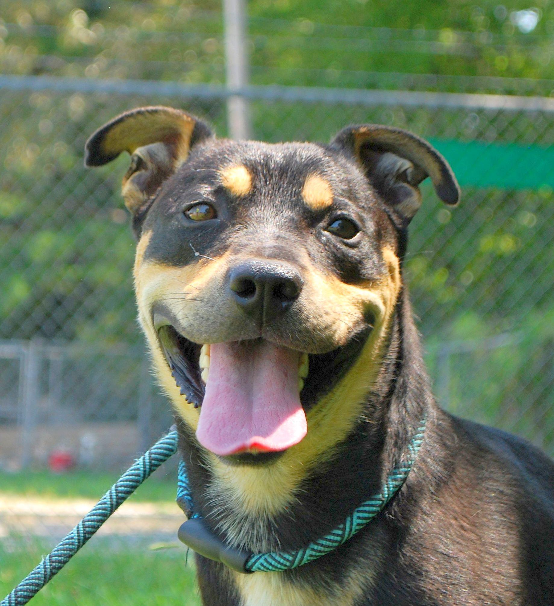 West, Adoptable, Adult Male Rottweiler.