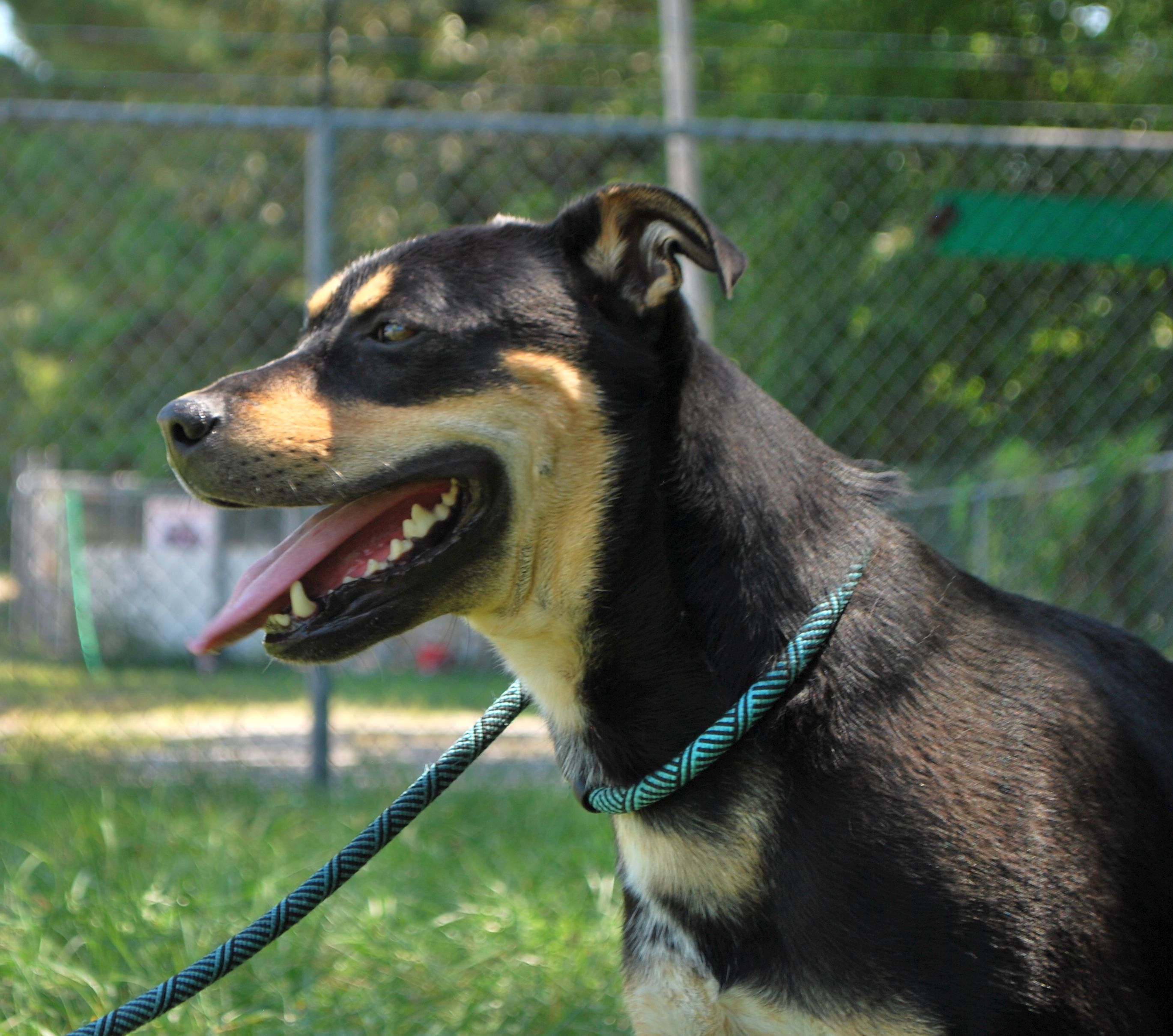 West, a Adoptable mixed breed in manchester, TN image 3/5