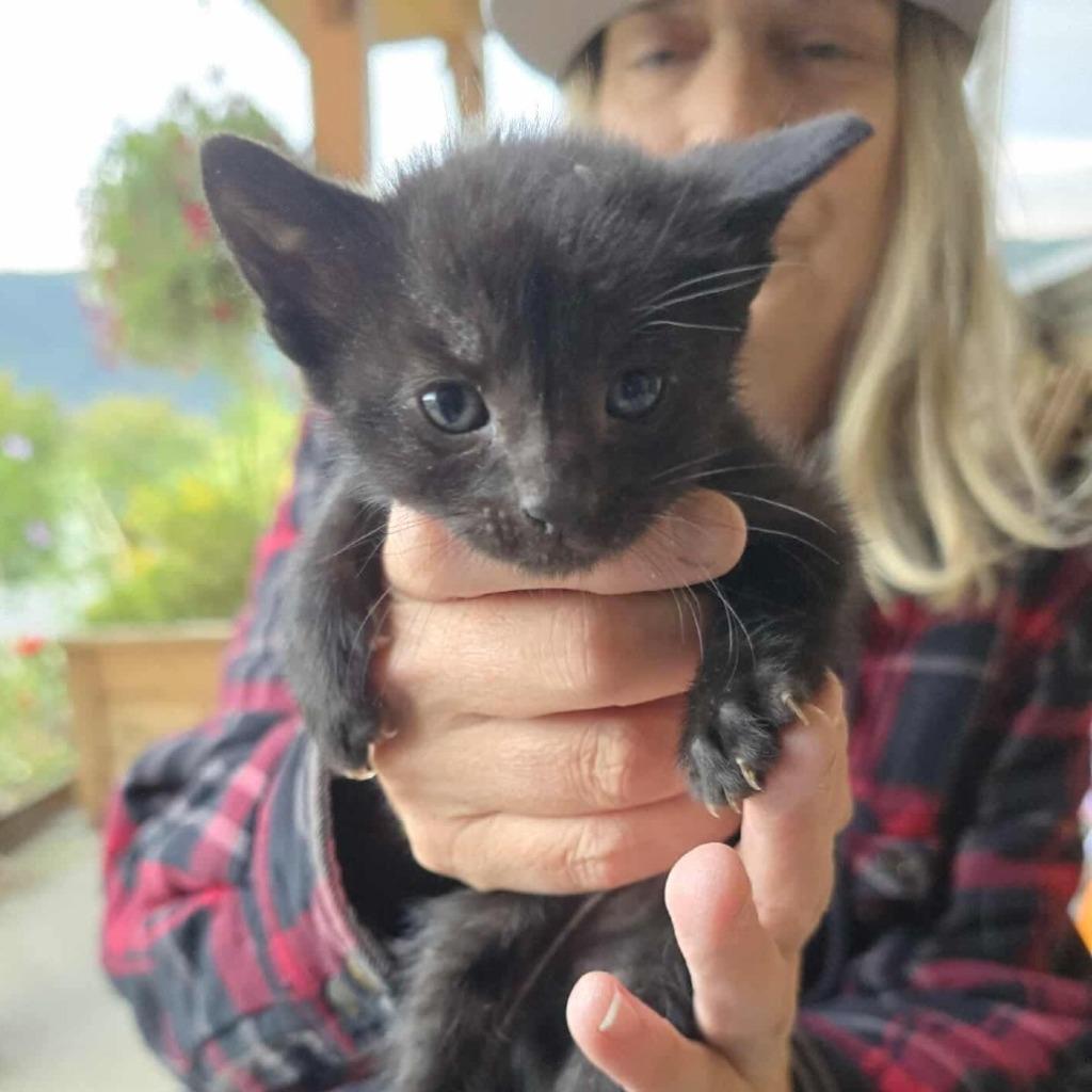 Ra The Sun Goddess, Adoptable, Kitten Female Domestic Short Hair.