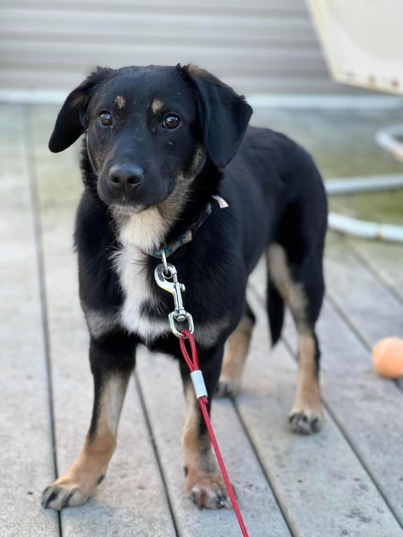 Enlarge Violet, a Adoptable mixed breed in Winston-Salem, NC image 1/4