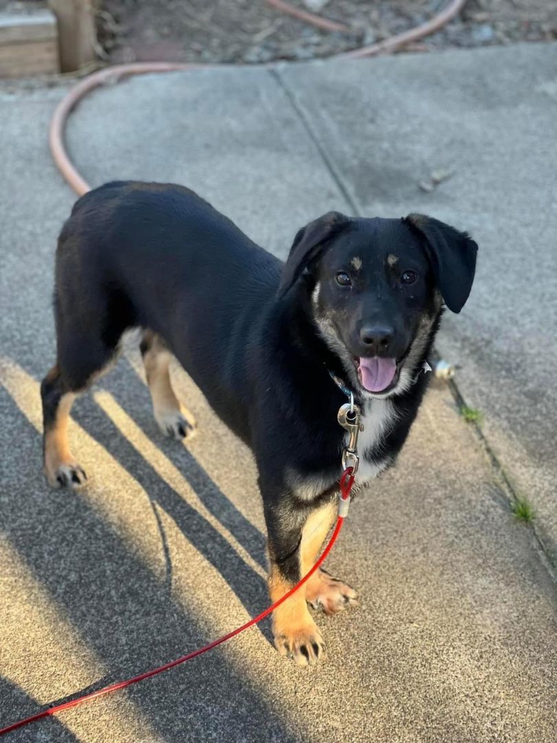 Enlarge Violet, a Adoptable mixed breed in Winston-Salem, NC image 2/4