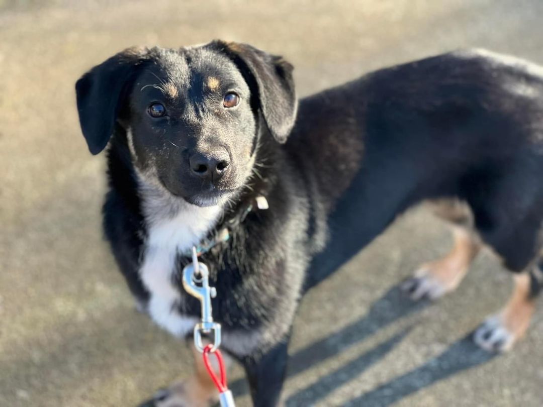 Enlarge Violet, a Adoptable mixed breed in Winston-Salem, NC image 3/4